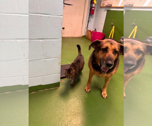 Medium Photo #15 German Shepherd Dog-Unknown Mix Puppy For Sale in Rustburg, VA, USA