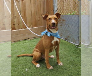 Vizsla Dogs for adoption in Winston Salem, NC, USA