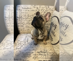 French Bulldog Puppy for sale in LAWRENCE, MA, USA