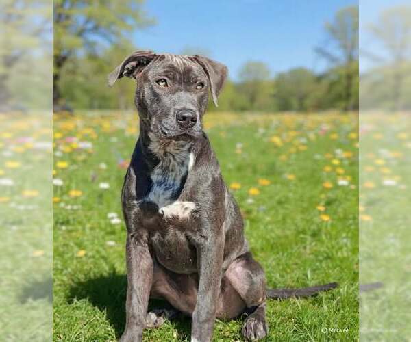 Medium Photo #12 Pointer-Unknown Mix Puppy For Sale in Talladega, AL, USA