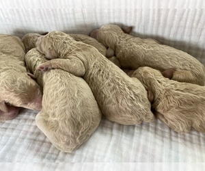 Poodle (Miniature)-Unknown Mix Puppy for sale in ARCHERS LODGE, NC, USA
