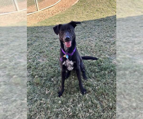 Medium Photo #2 Labrador Retriever Puppy For Sale in Plano, TX, USA