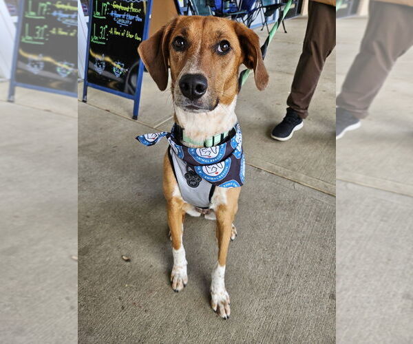 Medium Photo #13 Mutt Puppy For Sale in Silver Spring, MD, USA