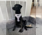 Small #3 Labrador Retriever