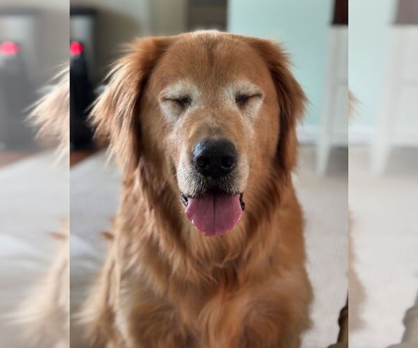 Medium Photo #2 Golden Retriever Puppy For Sale in Murrells Inlet, SC, USA