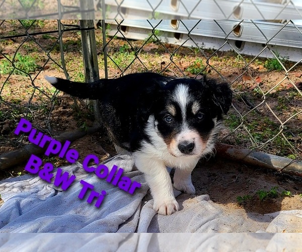 Medium Photo #6 Border Collie Puppy For Sale in ELMENDORF, TX, USA