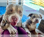 Small Photo #2 American Bully Puppy For Sale in KATY, TX, USA