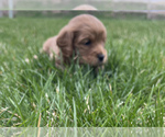 Small Photo #6 Cavapoo Puppy For Sale in CONCORD, IN, USA