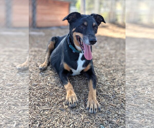 Medium Photo #1 Mutt Puppy For Sale in  Ramona, CA, USA