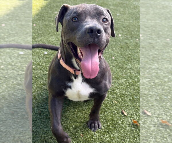 Medium Photo #1 American Pit Bull Terrier-Unknown Mix Puppy For Sale in NEWPORT NH, NH, USA