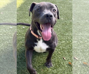 American Pit Bull Terrier-Unknown Mix Dogs for adoption in NEWPORT NH, NH, USA