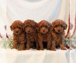 Small #1 Goldendoodle (Miniature)