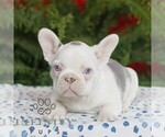 Small #2 French Bulldog
