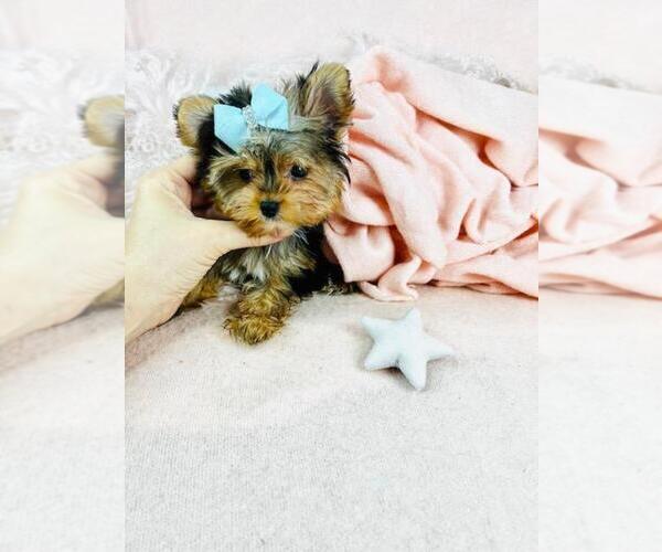 Medium Photo #3 Morkie Puppy For Sale in DACULA, GA, USA
