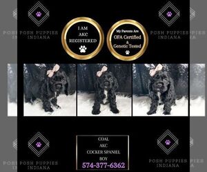 Cocker Spaniel Puppy for sale in WARSAW, IN, USA