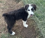 Puppy Mystique Australian Shepherd-Old English Sheepdog Mix