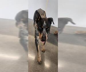 Mutt Dogs for adoption in San Martin, CA, USA