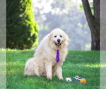 Small #5 Great Pyrenees