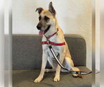 Small German Shepherd Dog Mix