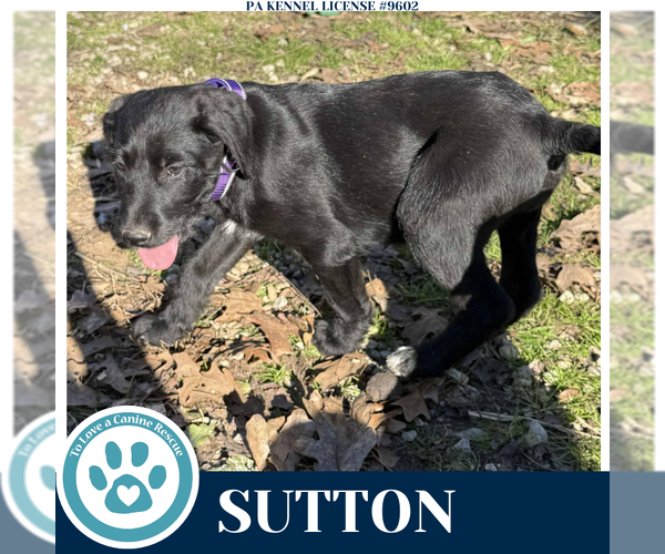 Medium Photo #2 Golden Retriever-Great Dane Mix Puppy For Sale in Kimberton, PA, USA