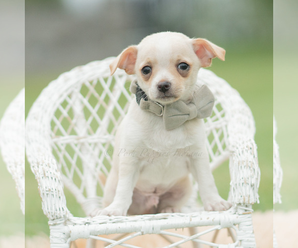 Medium Photo #4 Chihuahua Puppy For Sale in WARSAW, IN, USA