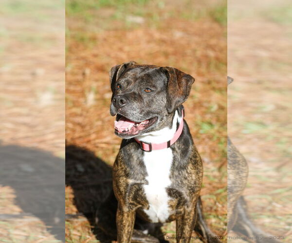 Medium Photo #3 Mutt Puppy For Sale in  Gainesville, FL, USA