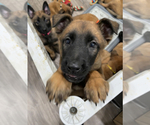 Small Photo #42 Belgian Malinois Puppy For Sale in REESEVILLE, WI, USA