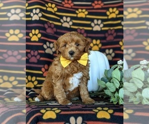 Goldendoodle (Miniature) Puppy for sale in COCHRANVILLE, PA, USA