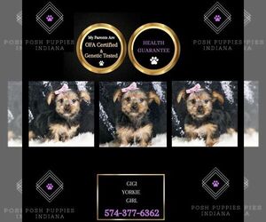 Poodle (Toy) Puppy for sale in WARSAW, IN, USA