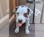 Small Staffordshire Bull Terrier Mix