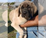 Small #2 Mastiff