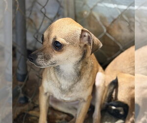 Chihuahua Dogs for adoption in Yardley, PA, USA