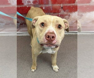 Mutt Dogs for adoption in San Bernardino, CA, USA