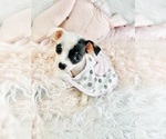 Small #2 Chihuahua