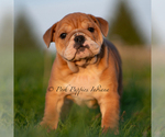 Small #2 English Bulldog