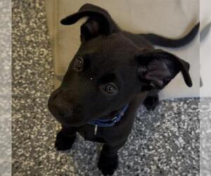 Labrador Retriever-Unknown Mix Dogs for adoption in Brewster, MA, USA