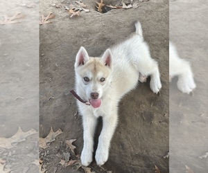 Siberian Husky Puppy for sale in PORTER, TX, USA
