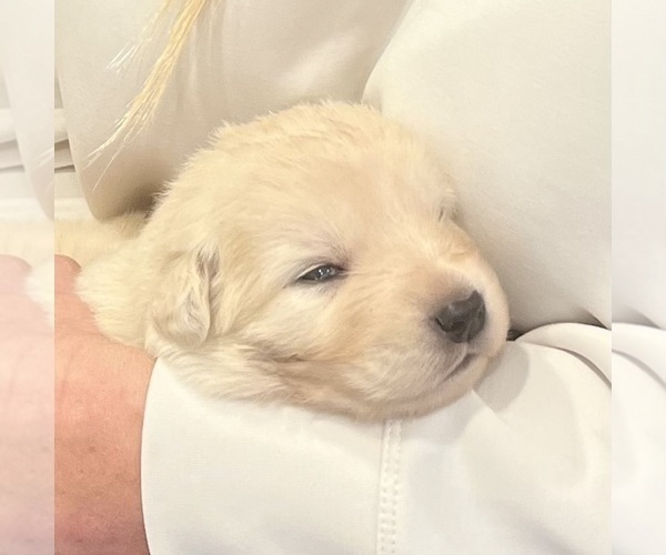 Medium Photo #1 Maremma Sheepdog Puppy For Sale in LECOMPTON, KS, USA