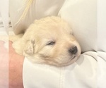 Puppy Pink Maremma Sheepdog