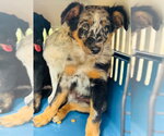 Small Australian Shepherd Mix