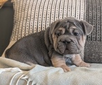 Small Photo #41 French Bulldog Puppy For Sale in GOSHEN, IN, USA