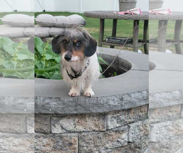 Medium Photo #3 Dachshund Puppy For Sale in Taunton, MA, USA