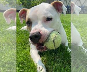 Piper - Courtesy Listing - Female Mutt Dog for Adoption - Photo #3