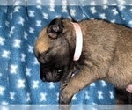 Small Photo #296 Belgian Malinois Puppy For Sale in REESEVILLE, WI, USA