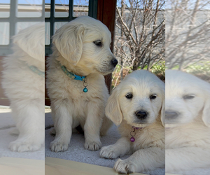 English Cream Golden Retriever Puppy for sale in MENIFEE, CA, USA