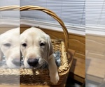 Small #8 Labrador Retriever