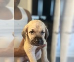 Puppy Red Cane Corso