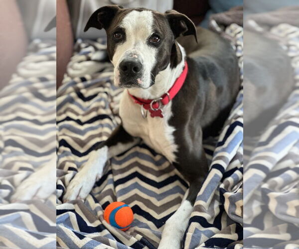 Medium Photo #2 American Bulldog-Labrador Retriever Mix Puppy For Sale in Canton, CT, USA