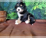 Small Photo #4 Bernedoodle Puppy For Sale in BLACK FOREST, CO, USA