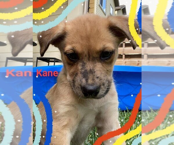 Medium Photo #20 Catahoula Leopard Dog-Unknown Mix Puppy For Sale in Spring, TX, USA